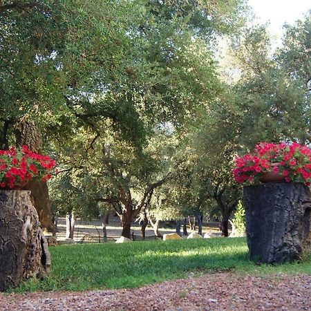 Le Sughere Padru Dış mekan fotoğraf