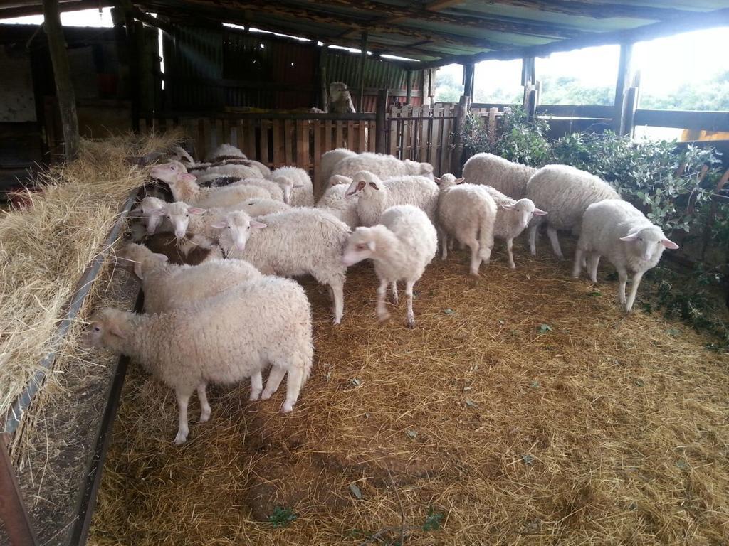 Le Sughere Padru Dış mekan fotoğraf